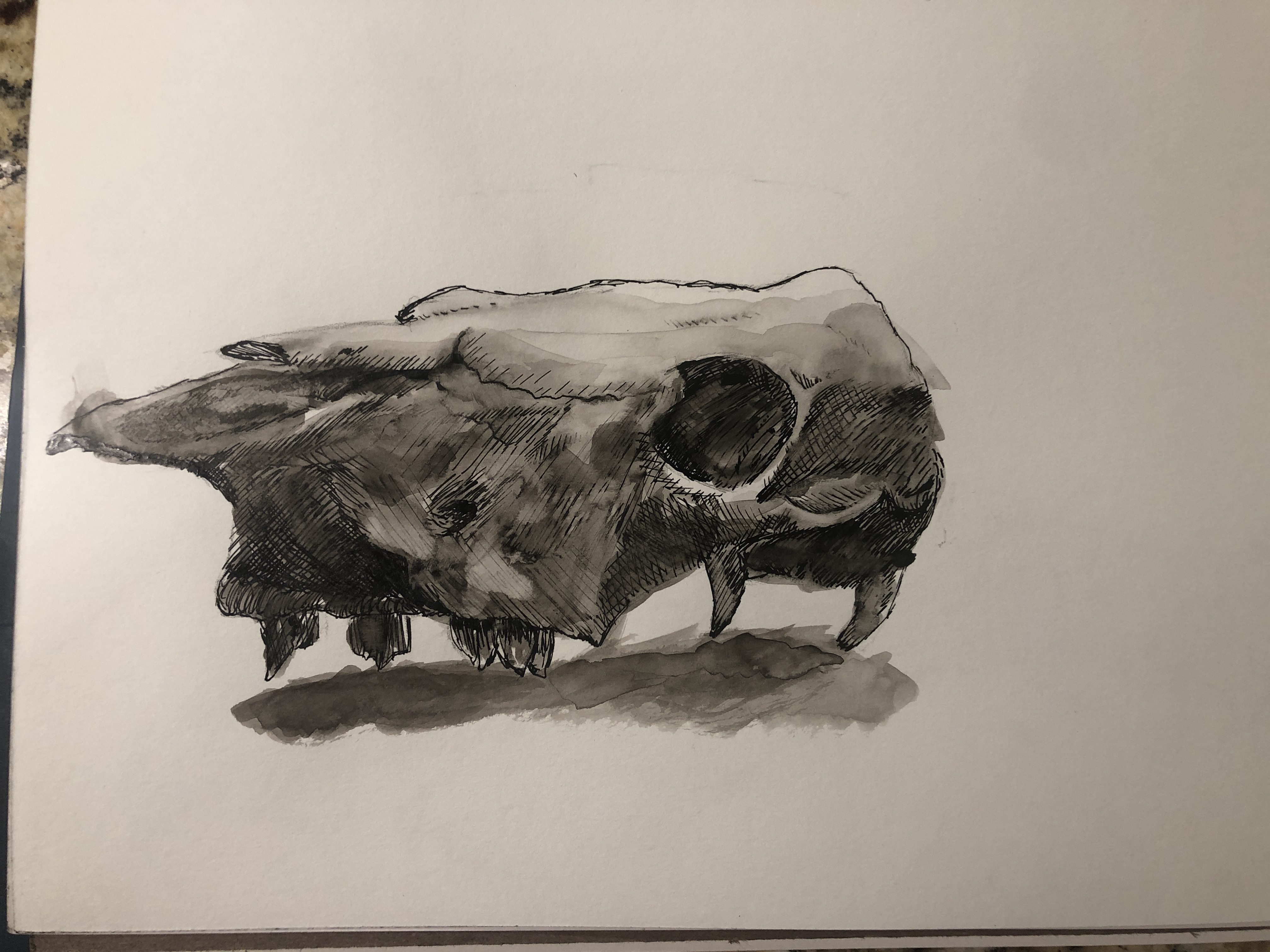 SkullStudy2022